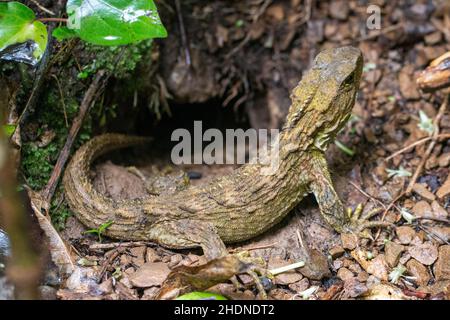 Tuatara (Sphenodon punctatus), eine einheimische endemische Reptilienart in Neuseeland, aufgenommen in Zealandia Stockfoto