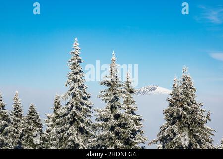 snezka, Snezkas Stockfoto