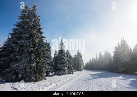 Nadelholz, Schneelandschaft, Krkonoše, polares Klima, Schneelandschaft, Schneelandschaften, riesengebirgen Stockfoto