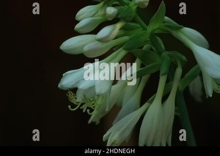 Hosta blüht in einem Sommergarten bei Taylors Falls, Minnesota USA.- 4. Juli 2011 Stockfoto