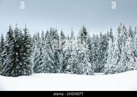 Winterlandschaft, Nadelbäume, Landschaft, Landschaften, Winterlandschaften Stockfoto