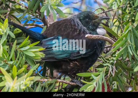 Ein TUI (Prosthemadera novaeseelandiae), der in einem Flaschenbusch thront, ein einheimischer, ödemischer neuseeländischer Vogel Stockfoto