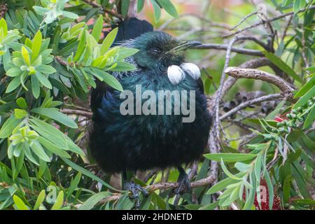 Ein TUI (Prosthemadera novaeseelandiae), der in einem Flaschenbusch thront, ein einheimischer, ödemischer neuseeländischer Vogel Stockfoto