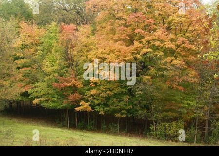 Fallen farbige Blätter auf den Bäumen entlang Pleasant Valley Road in Shafer, Minnesota USA. Stockfoto