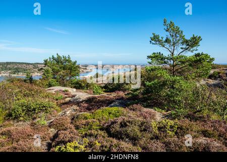 heide, scharfer Garten, Schärengarten, bohuslän, Heide, Schärengartens, Inselgruppen Stockfoto