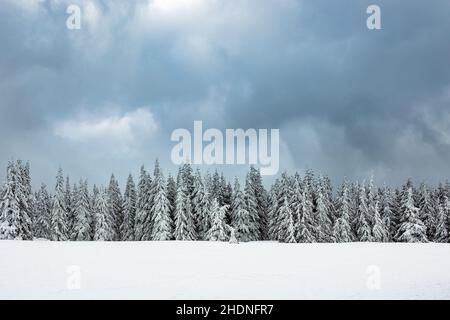 Winter, Nadelbäume, Schnee, Winter, Schneepfeifen Stockfoto