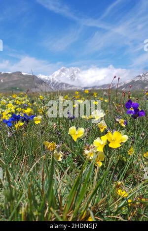 Bergwiese, Horn Viola, campo imperatore, Bergwiesen, Viola Stockfoto