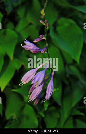 Im Spätsommer im Monat September blüht Hosta. Stockfoto