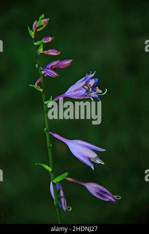 Im Spätsommer im Monat September blüht Hosta. Stockfoto