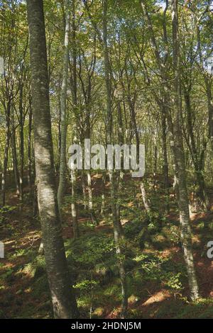 Schöne Aussicht auf Bäume mit schlanken Stämmen und Gras im Wald in La Fageda d'en Jorda, Spanien Stockfoto