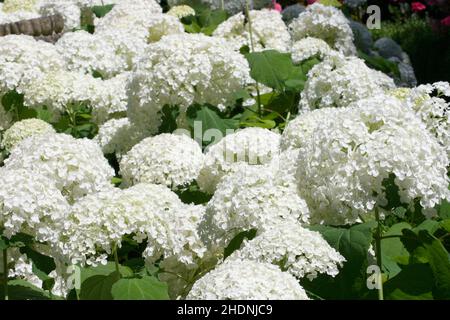 Hortensien, Hortensien arborescens Annabelle, Hortensien Stockfoto