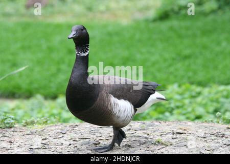 pazifische brent-Gans, schwarze brent Stockfoto