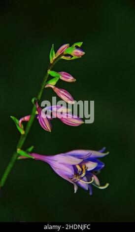 Im Spätsommer im Monat September blüht Hosta. Stockfoto