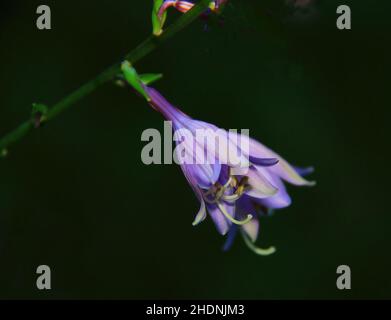 Nahaufnahme der Hostablüte, die im Spätsommer im Monat September blüht. Stockfoto