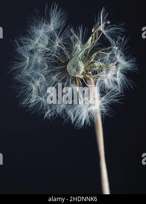 löwenzahn, löwenzahn Schrift Stockfoto