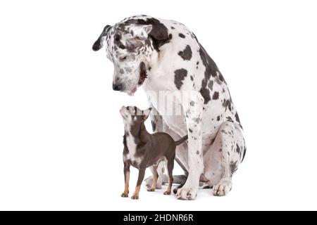 chihuahua, große dänen, Chihuahuas, dänen, dänen, dänischer Hund, deutscher Mastiff, tolle dänen Stockfoto