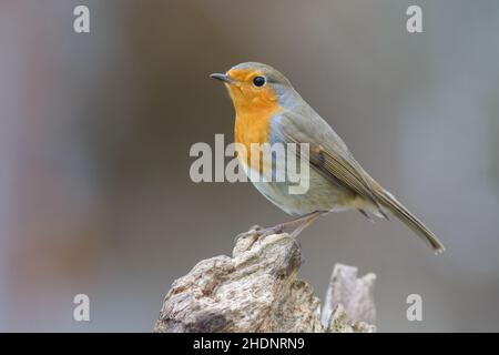 robin, Rotkehlchen Stockfoto