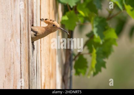 Nistkasten, Wiedehopf, Nistkästen, Wiedehopf Stockfoto