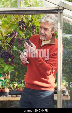 Senior, Gärtnern, Trauben, ältere, alte, senioren, Pflanzenpflege, Pflege von Pflanzen, Traube Stockfoto