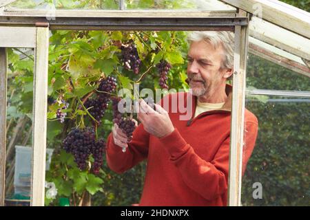Senior, Gärtnern, Trauben, ältere, alte, senioren, Pflanzenpflege, Pflege von Pflanzen, Traube Stockfoto