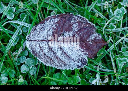 rime auf einem Blatt im Gras - einzelnes gefrorenes Blatt - Makro Stockfoto
