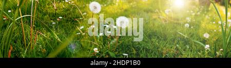 Frühling, Wiese, Elandelion, Wiesen, Elandelionen, löwenzahn Schriftart Stockfoto