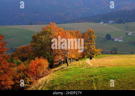 Jahreszeit, Herbst, schauinsland, Jahreszeiten, Herbst, Schauinslands Stockfoto