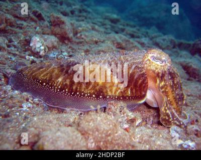 Tintenfische, Tintenfische, Tintenfische Stockfoto