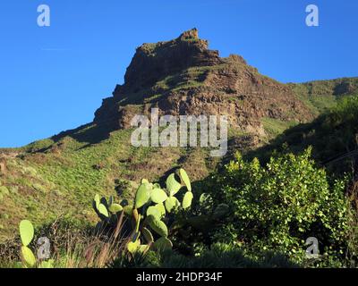 grand canary, barranco de mogán, gran canarias, Grand Canarias Stockfoto