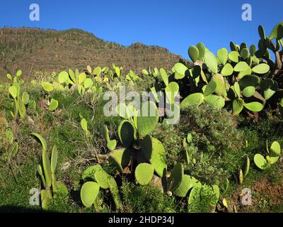 Kakteen, kanarienvögel, Kakteen, gran canarias, große Kanarienvögel Stockfoto