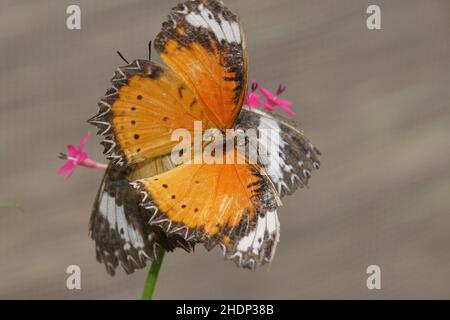 Schmetterling, Paarung, Schmetterlinge Stockfoto