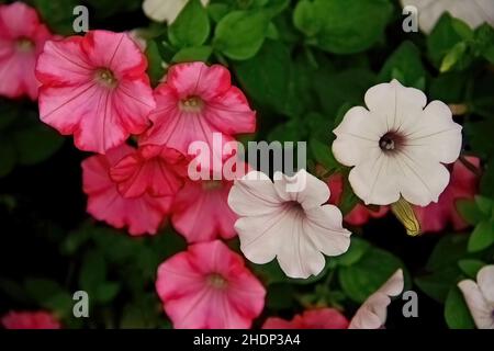 Rosa und weiße Petunien in einem sommerlichen Blumengarten. - 13. Juli 2011 Stockfoto