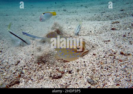 Rochen, blau gefleckte Stachelrochen, Rochen, blau gefleckte Stachelrochen, bluespotted Ribbontail ray Stockfoto