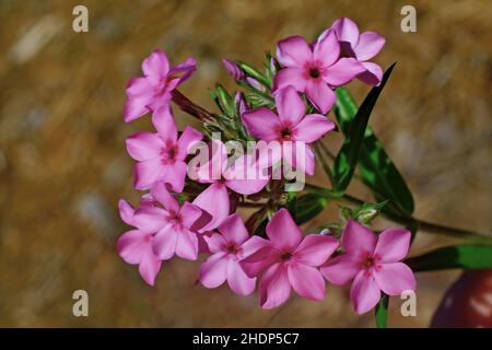 Ziemlich rosa Phlox im Frühjahr im St. Croix Library Garden, St. Croix Falls, Wisconsin USA aufgenommen. - 8. Juni 2011 Stockfoto