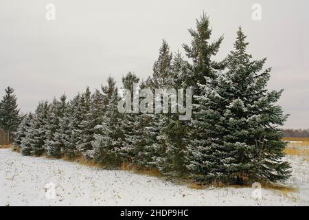 Immergrüne Baumreihe im Winter im Dezember. - 4. Dezember 2011 Stockfoto