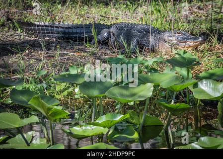 American Alligator (Alligator mississippiensis) entlang der Küste des St. Johns River in der Nähe des Blue Spring State Park in Orange City, Florida. (USA) Stockfoto