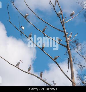 Weiße Steinböcke (Eudocimus albus) auf Baumgliedern entlang des St. Johns River in Central Florida thront. (USA) Stockfoto