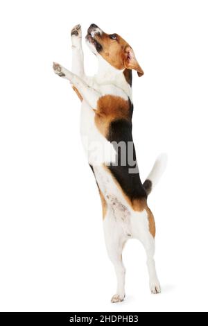 Springen, verspielt, Beagle, Jumper, Springen, Sprünge, Spielspaß Stockfoto