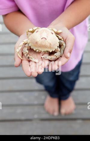 Junge, Krabben, Jetsam, Jungen, Krabben, Jetsams Stockfoto