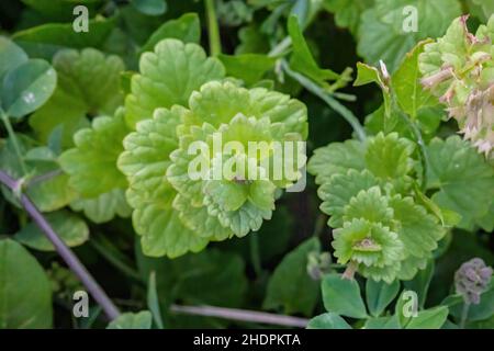 Schleichende charlie. Die eine essbare Pflanze ist. Bitter und Minze Geschmack - schön in einem Salat, und macht einen milden und leckeren Tee. Stockfoto