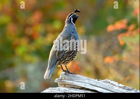 Ein erwachsener männlicher California Quail 'Callipepla californica', der im Morgenlicht auf Vancouver Island, British Columbia, auf einem Baumstamm am Strand thront Stockfoto