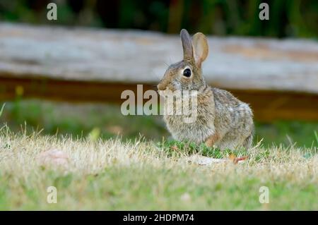 Ein wilder östlicher Cottontail-Hase 'Sylvilagus floridanus', der in einem grasbewachsenen Gebiet auf Vancouver Island, British Columbia, Kanada, sitzt. Stockfoto