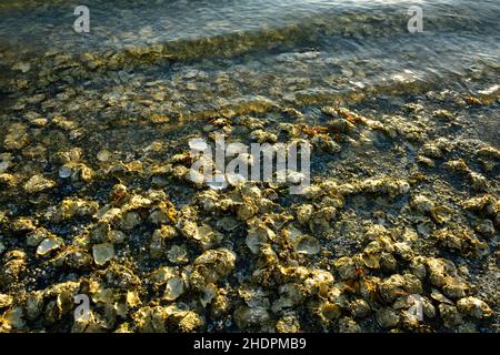 Wilde Austern hängen an einem felsigen Strand an der Ostküste von Vancouver Island auf Vancouver Island in British Columbia, Kanada Stockfoto