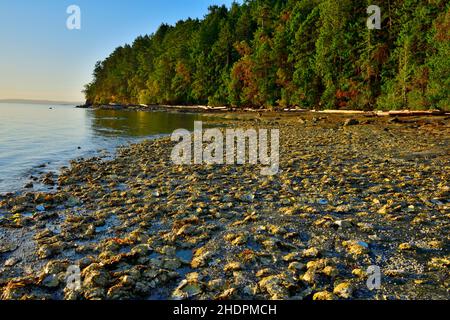 Ein Strand am Ostufer von Vancouver Island, der mit wilden Austern bedeckt ist, die sich an der felsigen Küste Klammern. Stockfoto