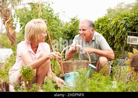 Ältere Leute, paar, Garten, im Garten, ältere Leute, Alt, Senioren, Paare, Gärten, Pflanzenpflege, Pflege von Pflanzen Stockfoto