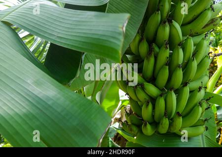 Ein paar grüne Cavendish-Bananen stehen noch immer auf dem Bananenbaum in Australien Stockfoto