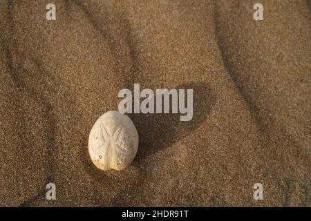 Skelett, bekannt als Test, von Herzurchin Echinocardium Cordatum, auch bekannt als Seekartoffeln, auf Sand Stockfoto