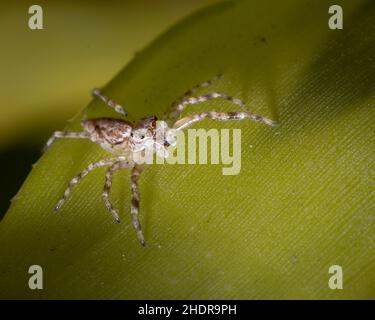 Springende Spinne auf einem Blatt in australien Stockfoto