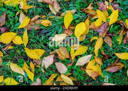 Gefallene gelbe Herbstblätter auf grünem Gras. Stockfoto