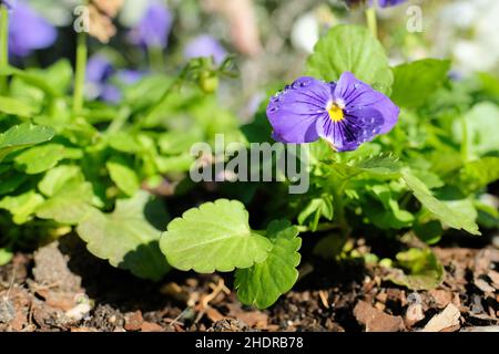 Eine violette Stiefmütterchen Blume in der vollen Morgensonne nach einem Abend des Regens; die Viola wittrockiana in einem Gartenblumenbett mit Regentropfen auf seinen Blütenblättern. Stockfoto